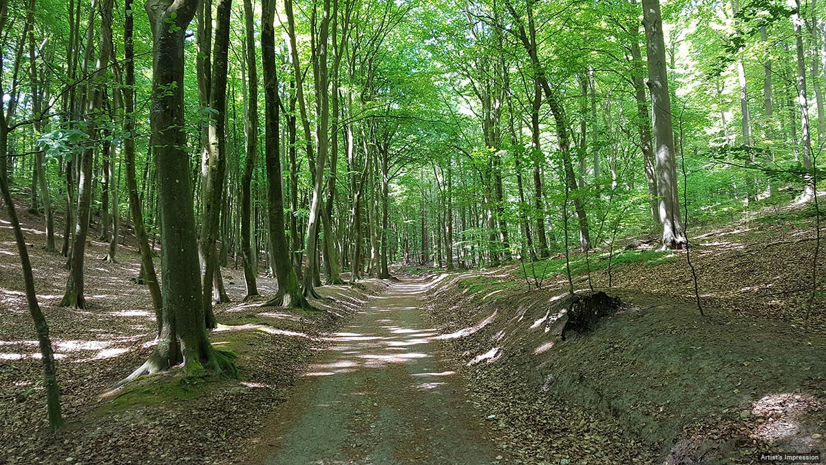 Forest Trail and Reflexology Walk at ACE Starlit
